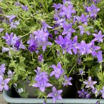 Zvonček (Campanula) ‘CLOCKWISE DEEP BLUE’ - výška 10-15 cm, kont.C1,5L